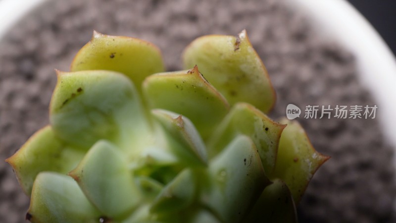 代伦多肉植物盆栽绿植