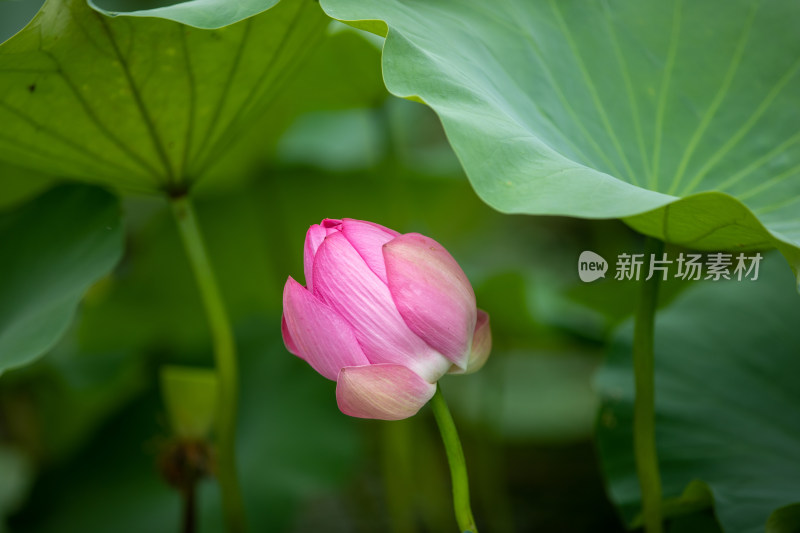 荷花荷叶图片