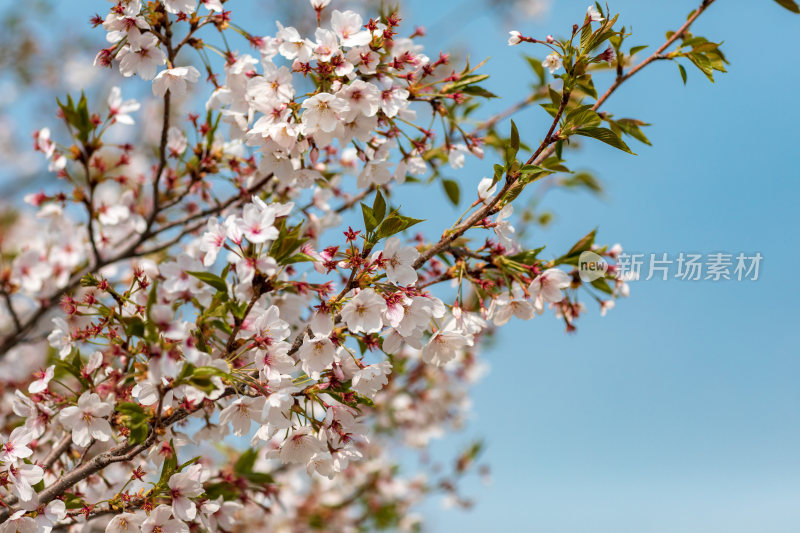 春天樱花开花特写