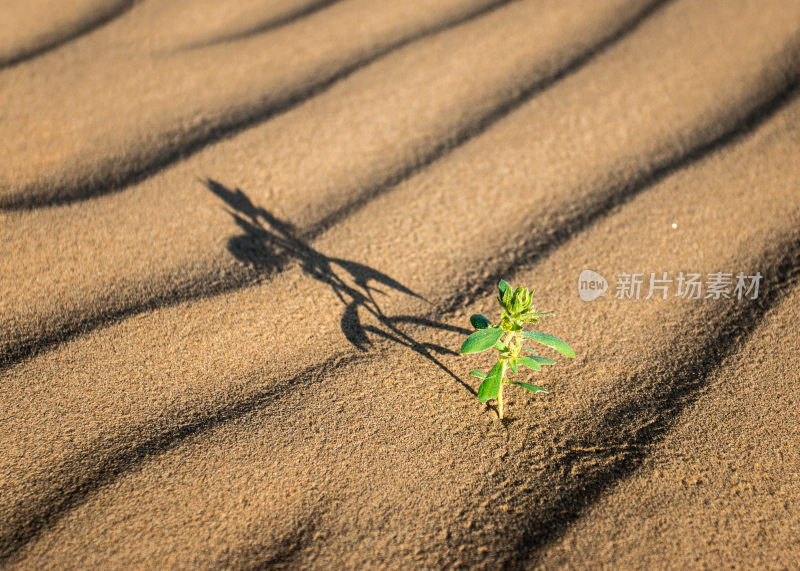 春天万物复苏植物发芽