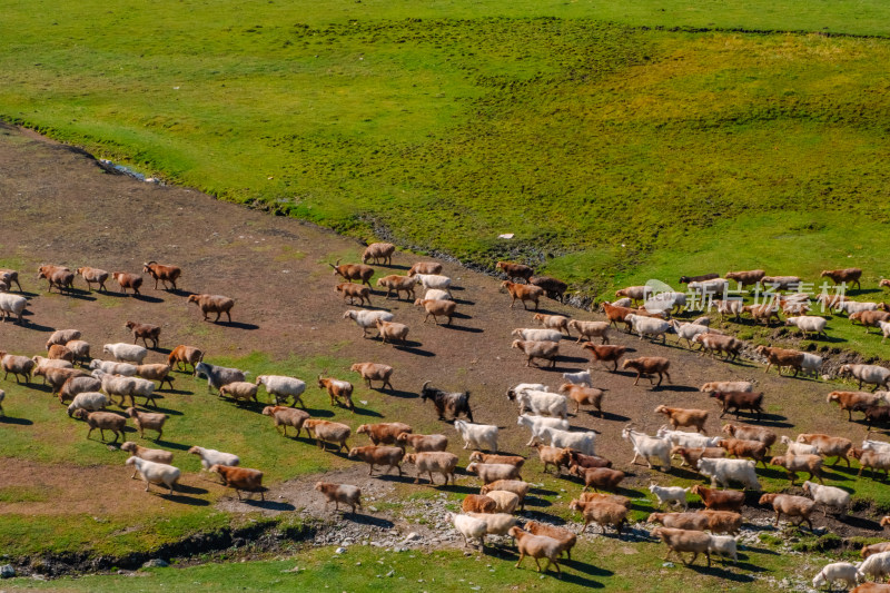 新疆北疆天然牧场