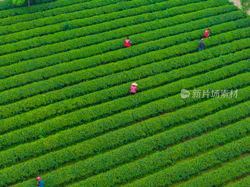 春天的长沙乌山茶场航拍