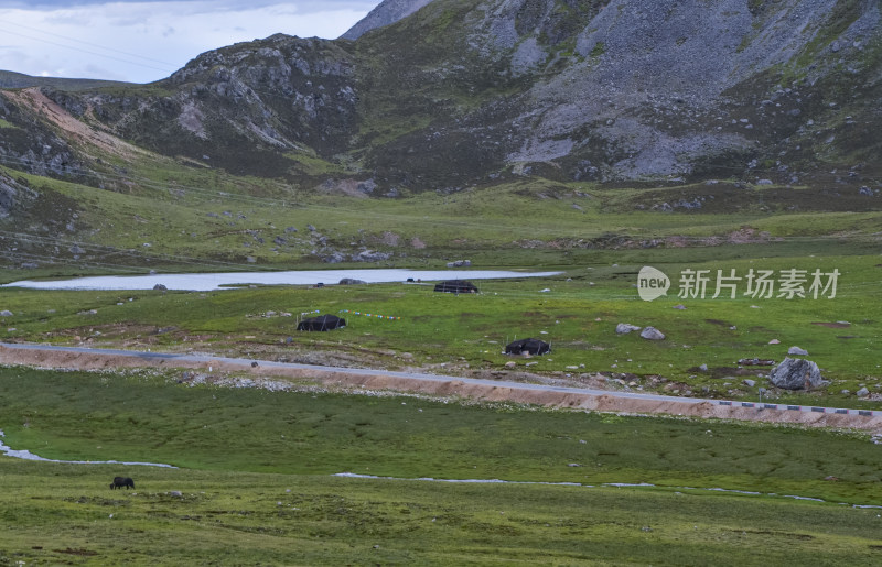 西藏林芝地区318国道川藏公路沿途高山草甸