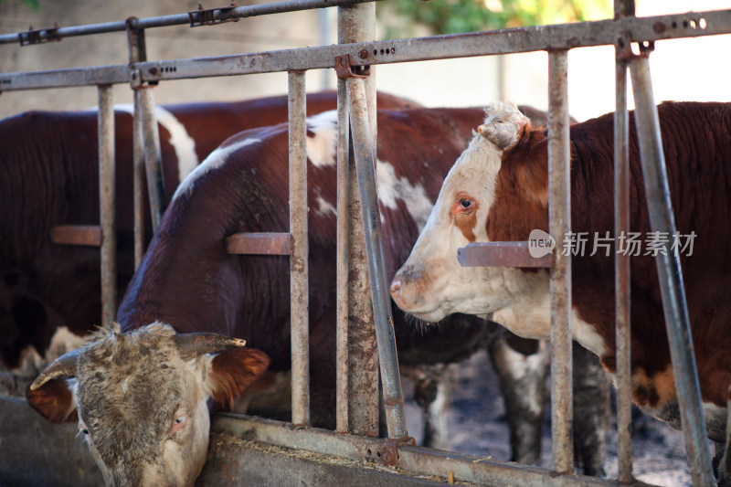 养牛场里吃饲料的肉牛