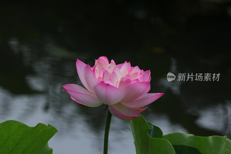 雨后清新的荷花上的水滴