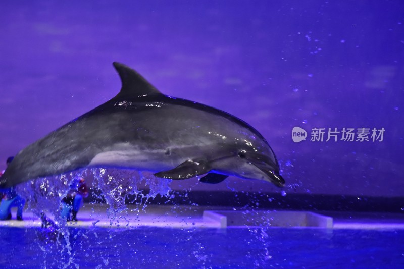 海豚表演瞬间