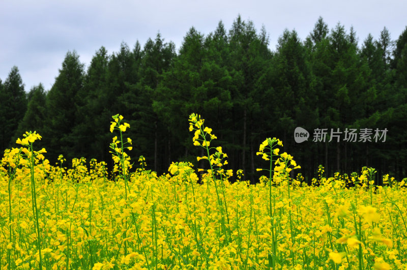 呼伦贝尔草原的春天  油菜花田