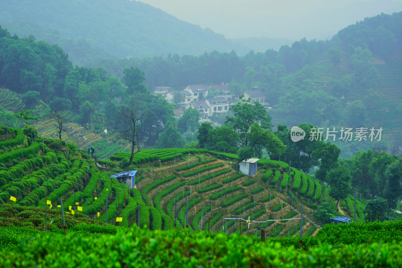 晨雾中的茶园