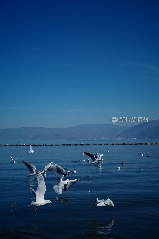 洱海上飞翔与浮游的西伯利亚海鸥