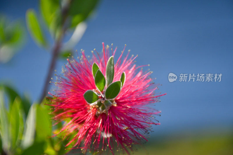 蓝天白云下树与花