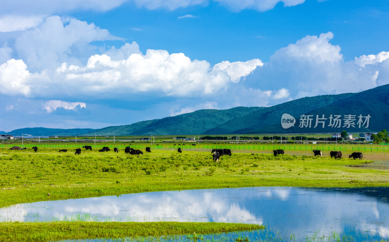 香格里拉纳帕海景区