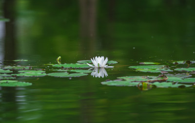 池塘中的荷花莲花