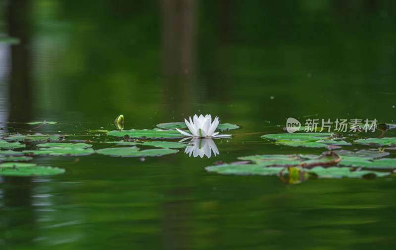 池塘中的荷花莲花