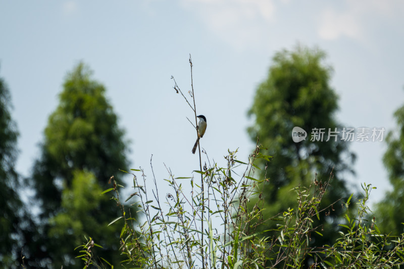 枝头棕背伯劳小鸟特写与背景绿树相映成趣