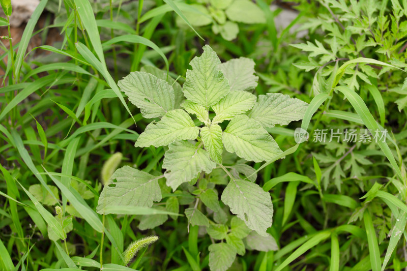 野草里的野生苋菜