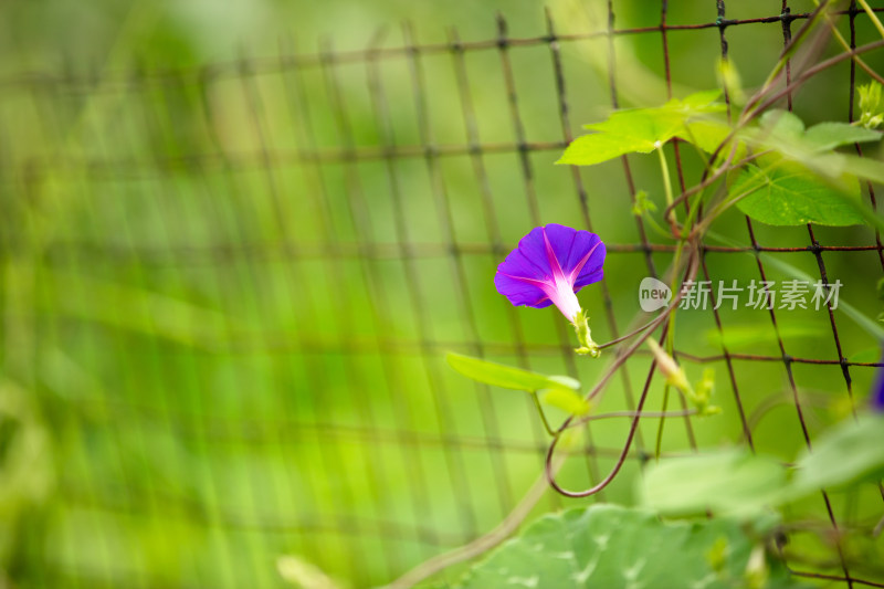 藤蔓植物牵牛花开放出漂亮的花朵