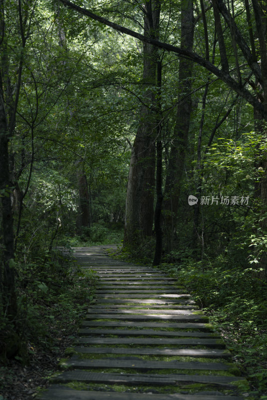 夏季通往森林深处的小路