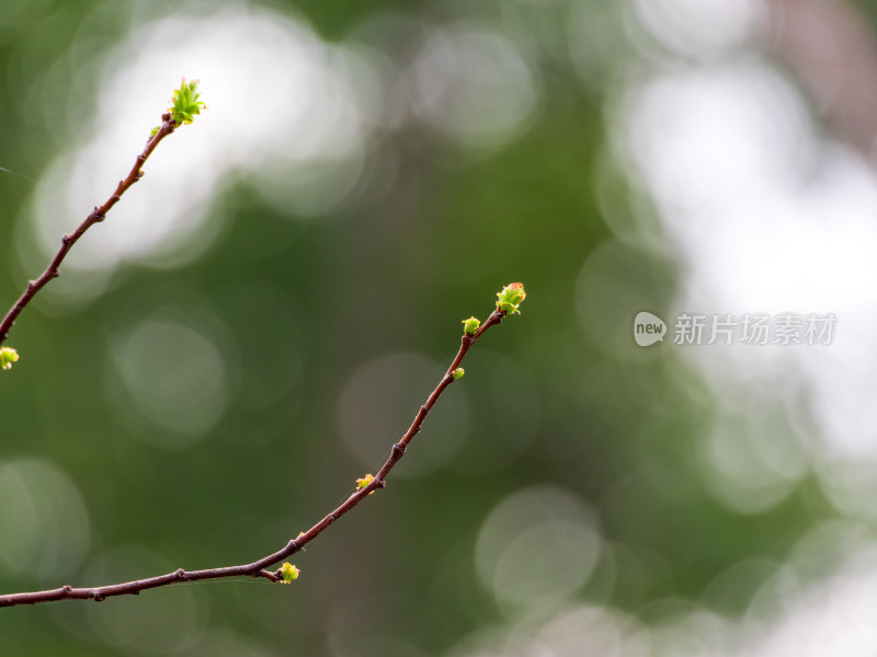 枝头嫩绿新芽特写