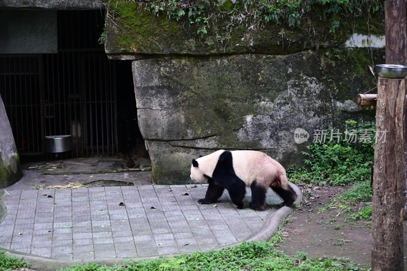 可爱的大熊猫