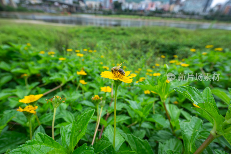 蜜蜂在花上授粉的特写镜头