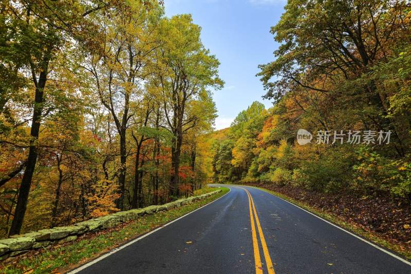 唯美公路两边大树美景