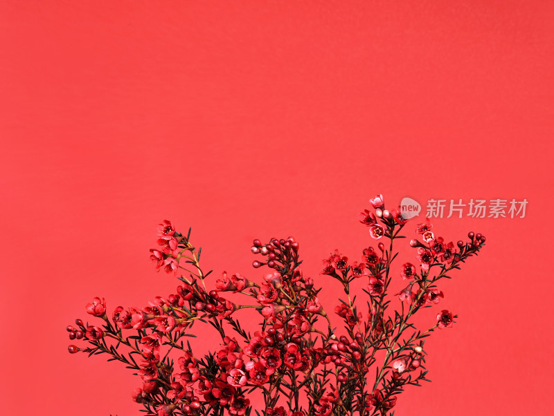 红色背景上的春节年花红色腊梅