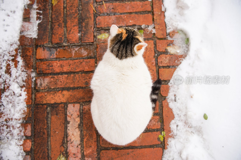 冬季猫在红砖路上休息积雪