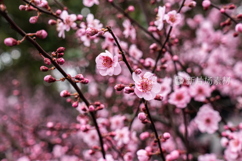 冬天梅花盛开的特写