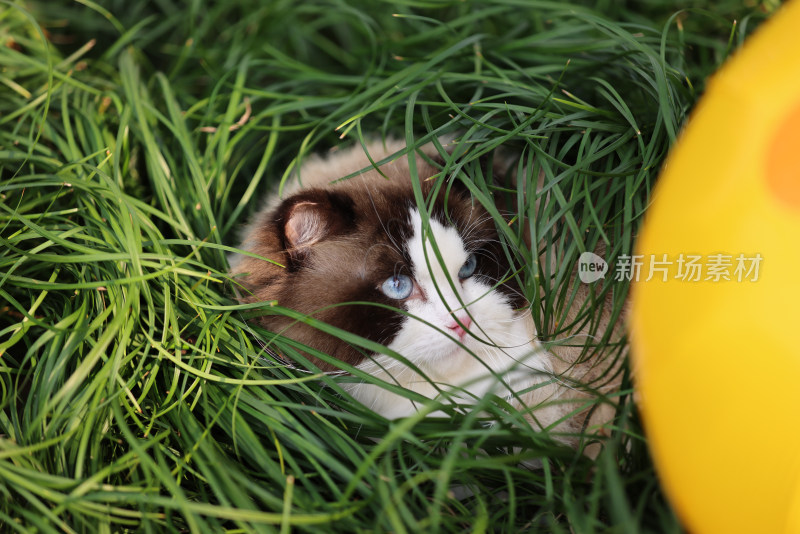 一只在草地上的布偶猫 海豹双色雄性种猫