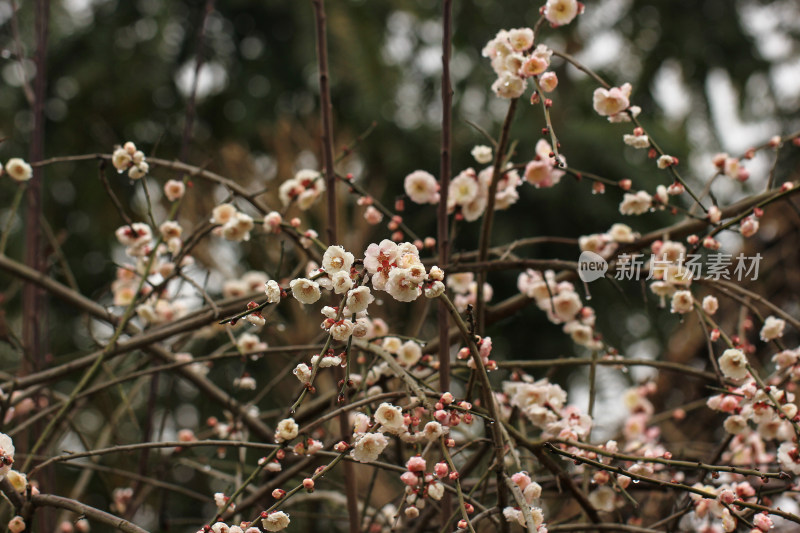 春天白色梅花盛开