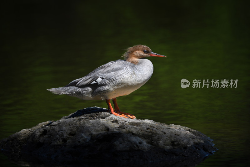 野生鸟类