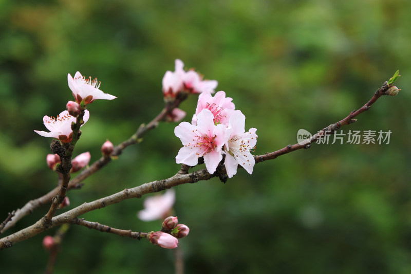 春天粉红的桃花