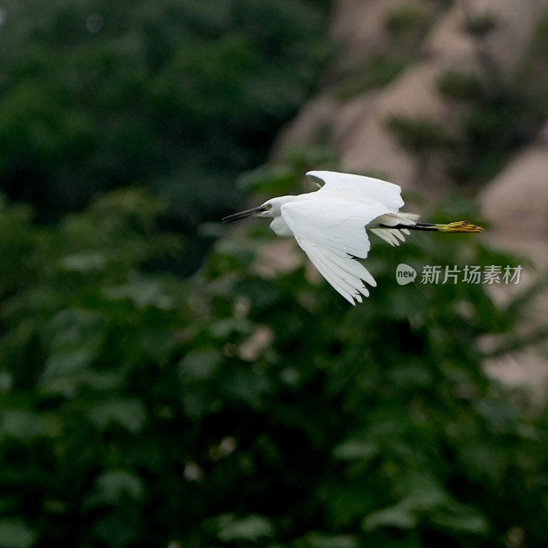 尖嘴白鹭水鸟飞翔