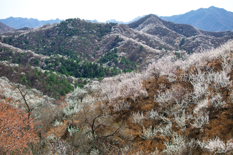 春季满山谷的山桃花