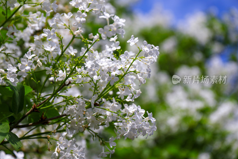 白色丁香花