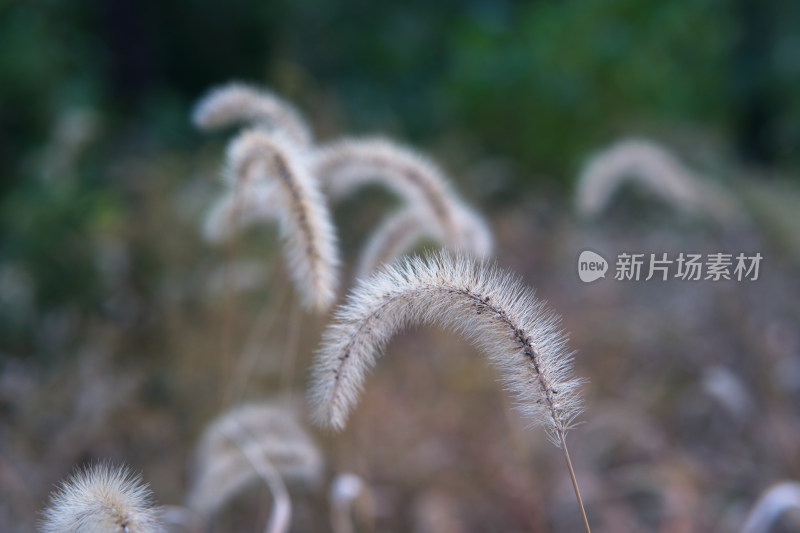 公园枯黄的狗尾巴草特写