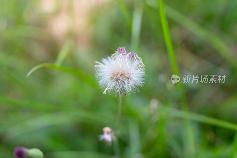 绿色背景中一朵毛茸茸的蒲公英特写