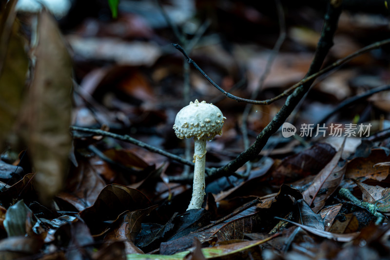 雨后野外生长的蘑菇