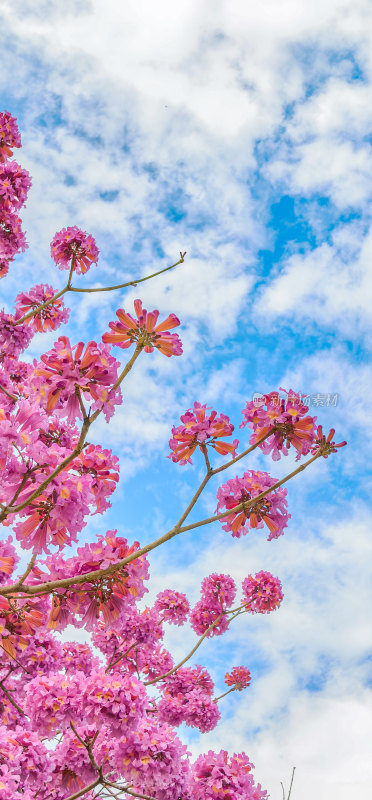 春天佛山澜石公园紫花风铃木盛开