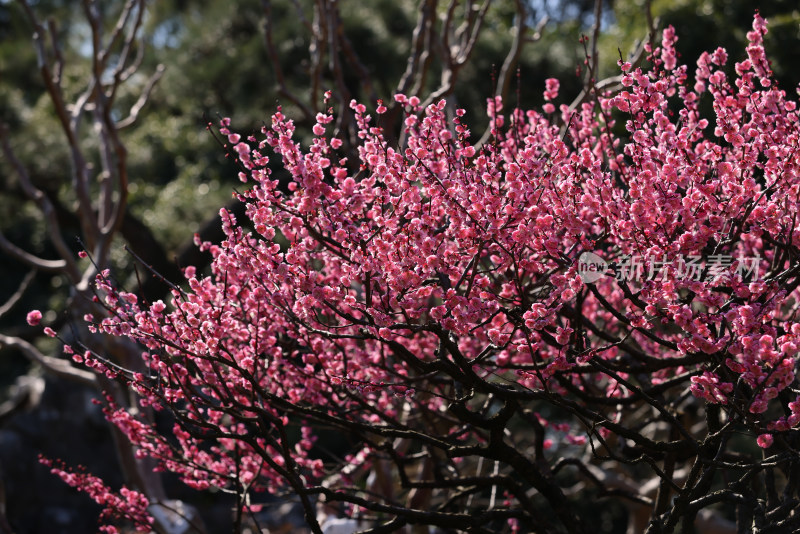 杭州西湖花港观鱼梅花盛开