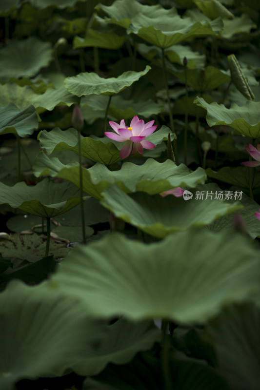 夏季公园荷塘荷叶丛中荷花特写