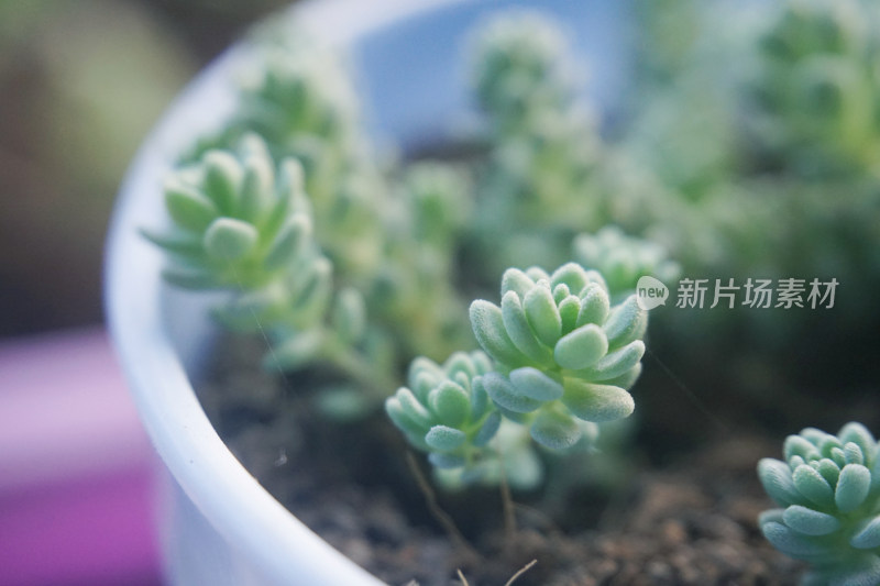 多肉植物盆栽盆景绿色植物