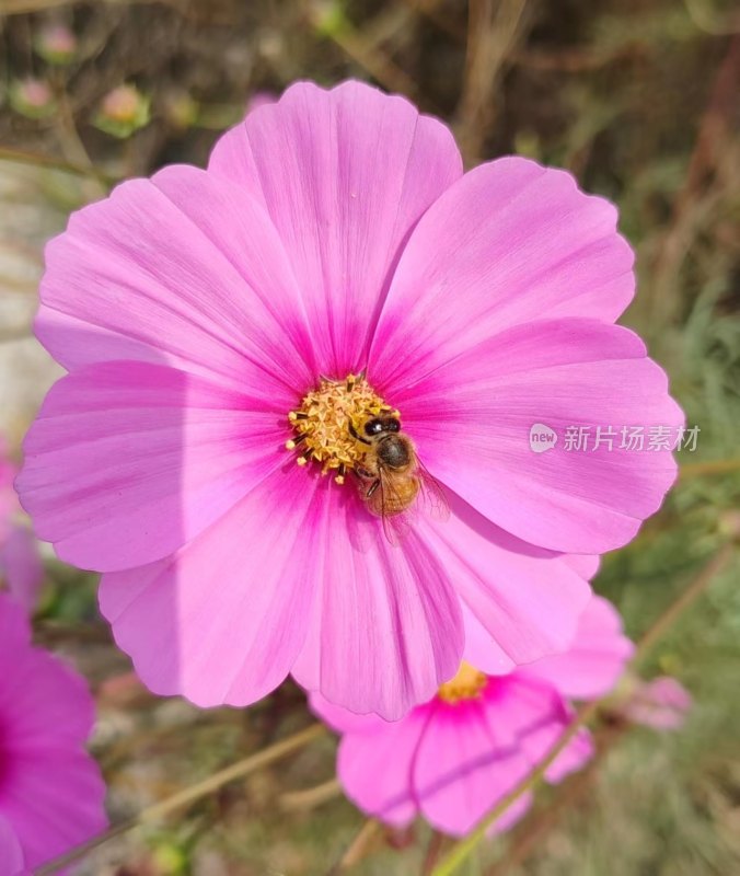 粉色花朵上采蜜的蜜蜂特写