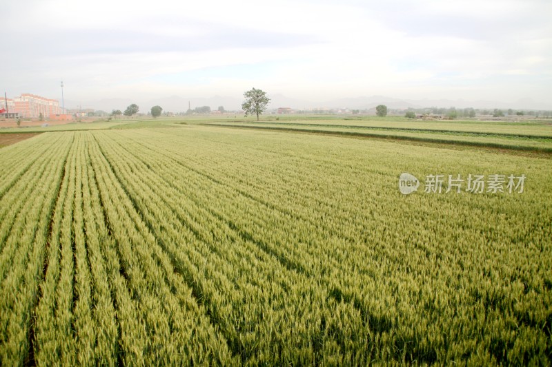 麦子麦田麦子地