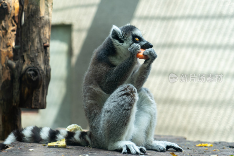 环尾狐猴觅食吃胡萝卜