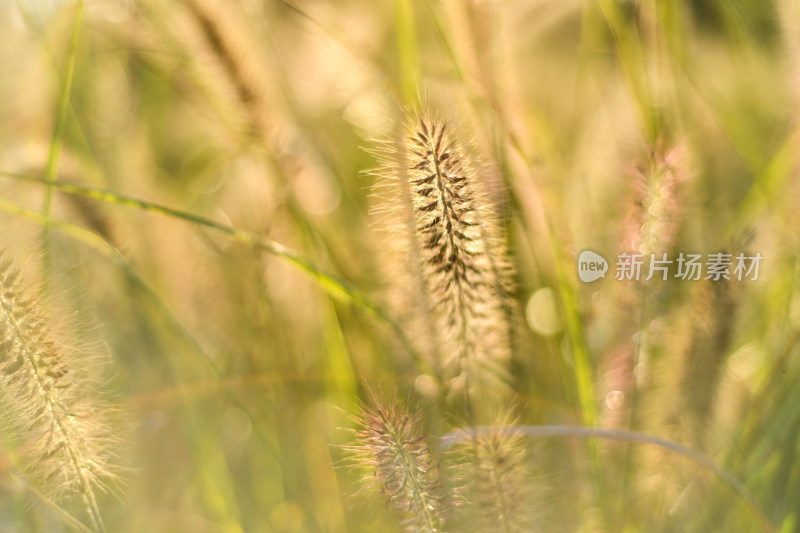 唯美花草狗尾草