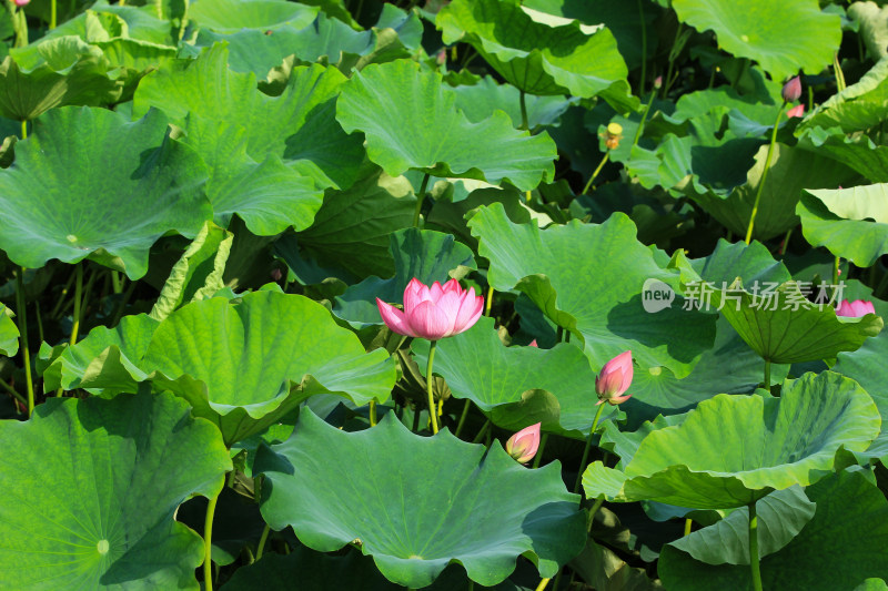 夏日成都温江区鲁家滩荷花盛开