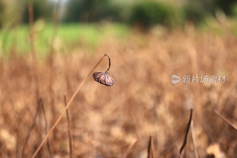 池塘里的残荷