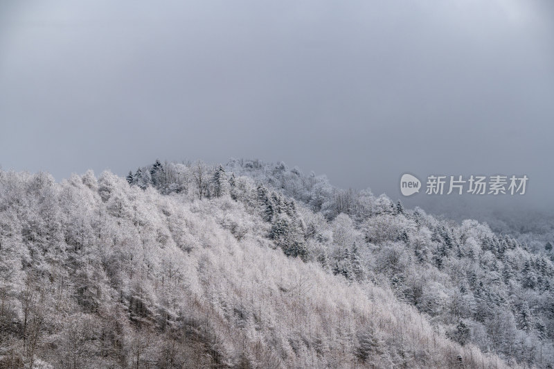 下雪后的川西卧龙风景