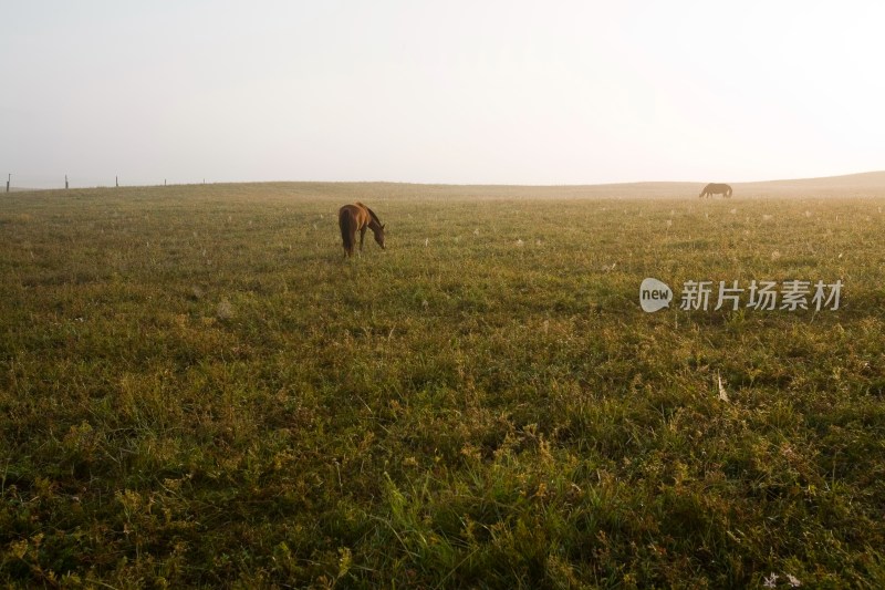 内蒙,坝上,乌兰木统,乌兰木统草原,红山,军马场,草原,草地,